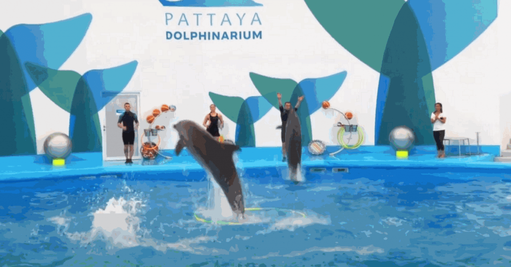паттайский дельфинарий