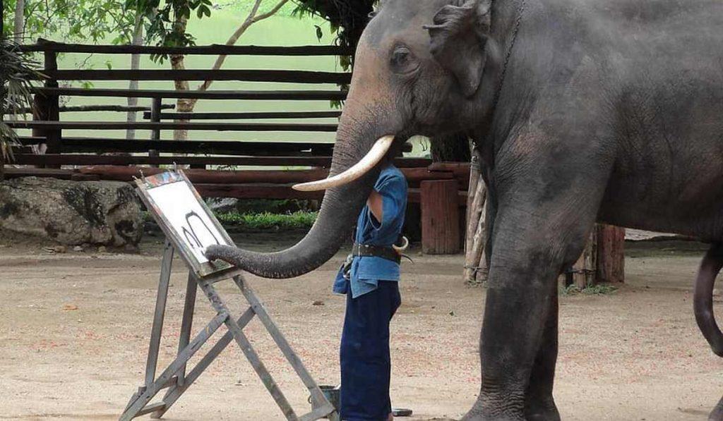 Santuario della giungla degli elefanti Chiang Mai