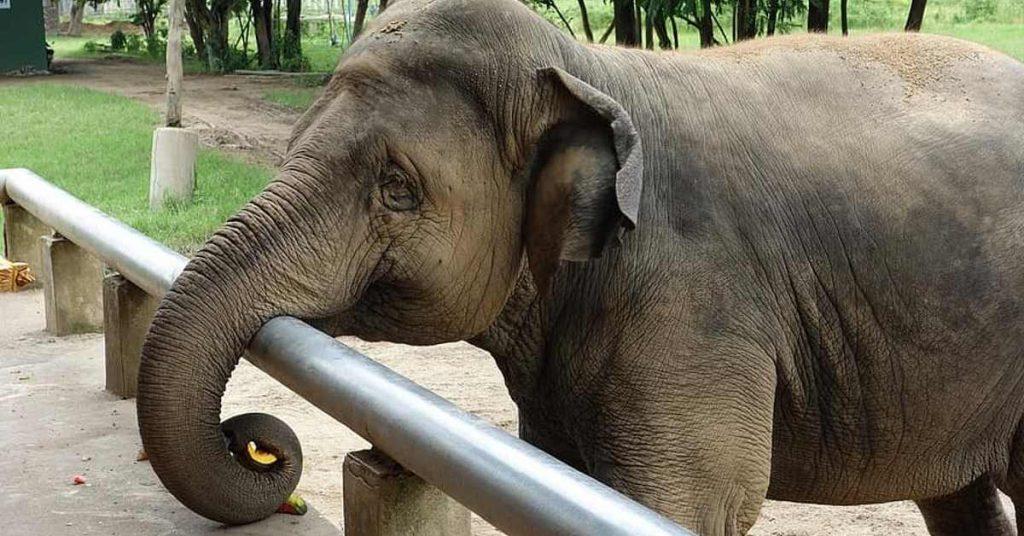 Santuário da selva de elefantes de Phuket
