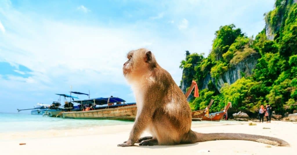 macaco praia phi phi
